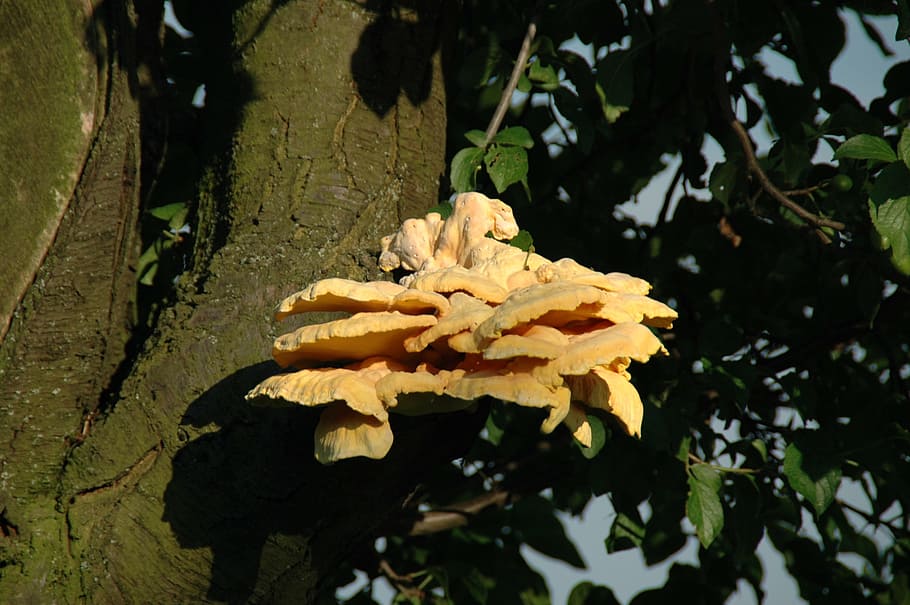Close, Tree Fungus, Nature, leaf, outdoors, growth, no people HD wallpaper