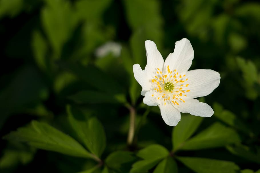 wood anemone, white, spring, blossom, bloom, macro, flower, HD wallpaper