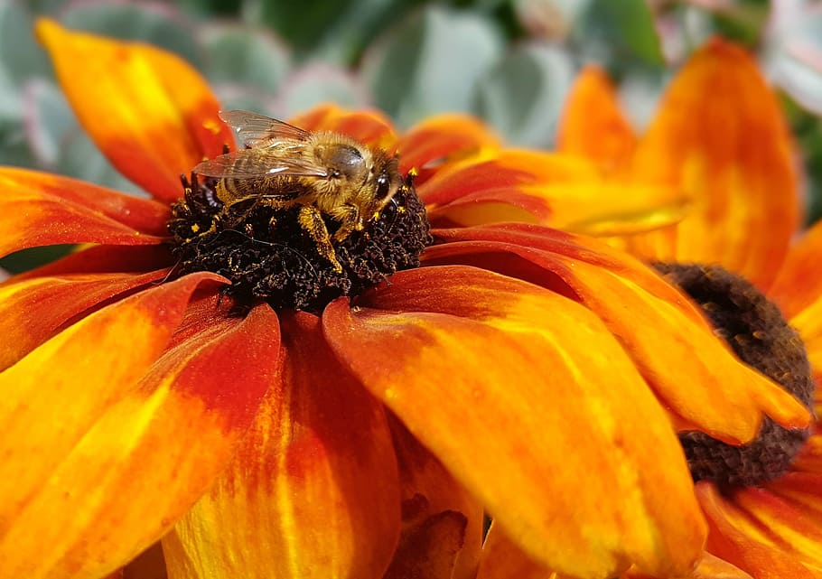 bee, insect, blossom, bloom, pollination, honey bee, flowers HD wallpaper