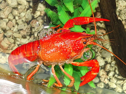 crayfish, nature, macro, crayfish river, shell, rak red, pincers HD wallpaper