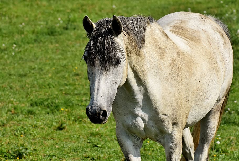 close up of white horse, mold, pasture, coupling, meadow, horse head HD wallpaper