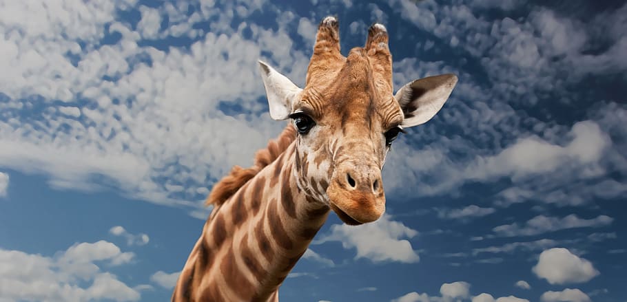 Brown Beige and White Giraffe Under White Clouds, animal, close-up HD wallpaper