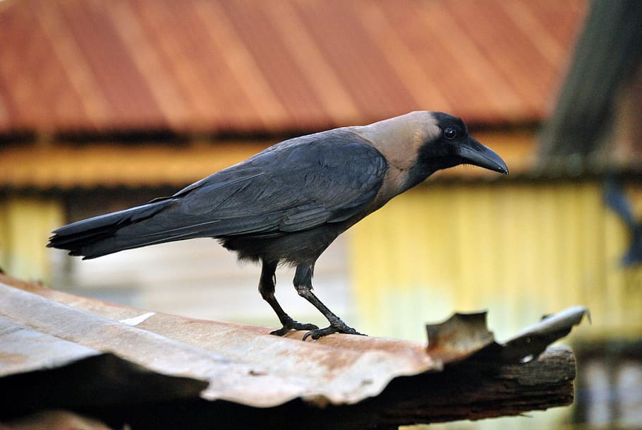 macro shot photography of crow, bird, black, raven, animal themes HD wallpaper