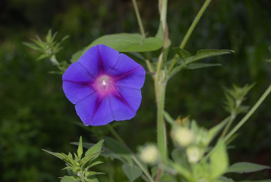 bell, flower, beauty, plant, flowering plant, freshness, close-up HD wallpaper
