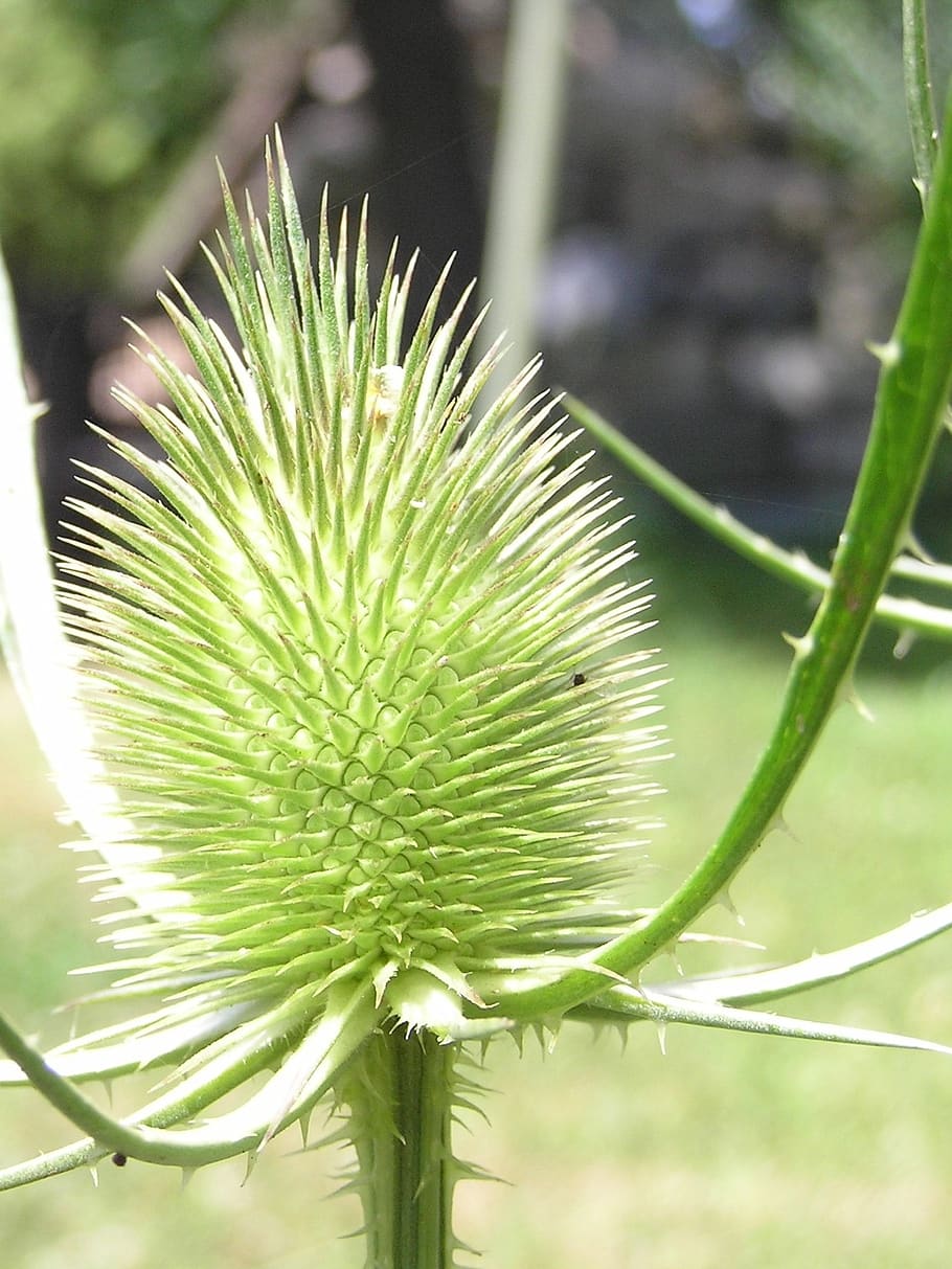 nature, rotliny, flower, plant, green color, growth, focus on foreground HD wallpaper