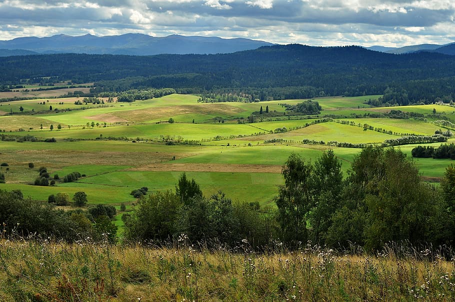 landscape photo of grass and trees, view, mountains, top view HD wallpaper