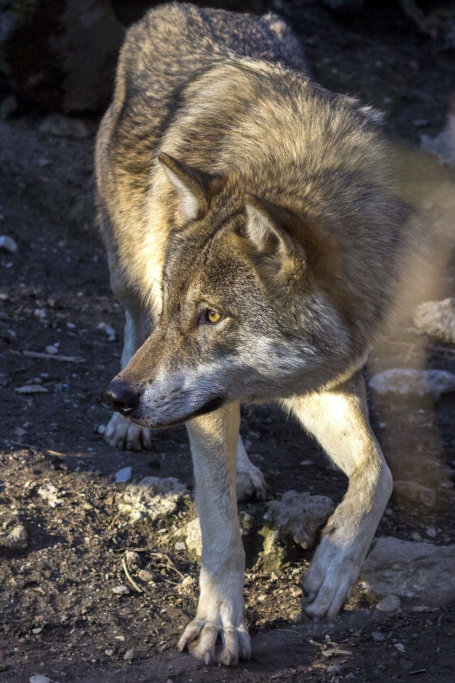 close-up photography of brown wolf, predator, hunter, canis lupus HD wallpaper