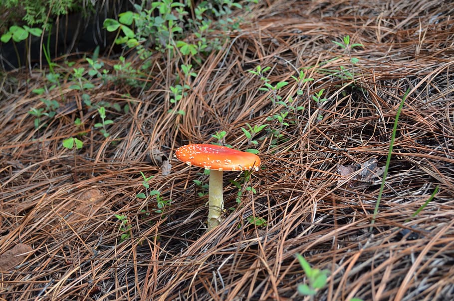 fungi-nature-mushroom-forest.jpg