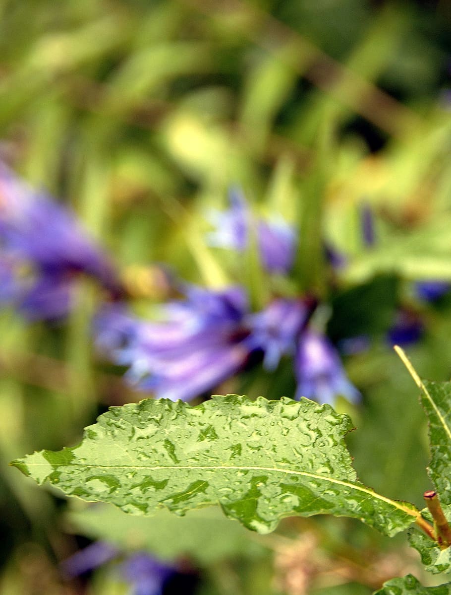 sheet, detail, nature, plant, beauty in nature, flower, growth HD wallpaper