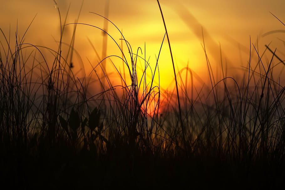 silhouette of grasses during sunset, sunrise, beach, ocean, sky