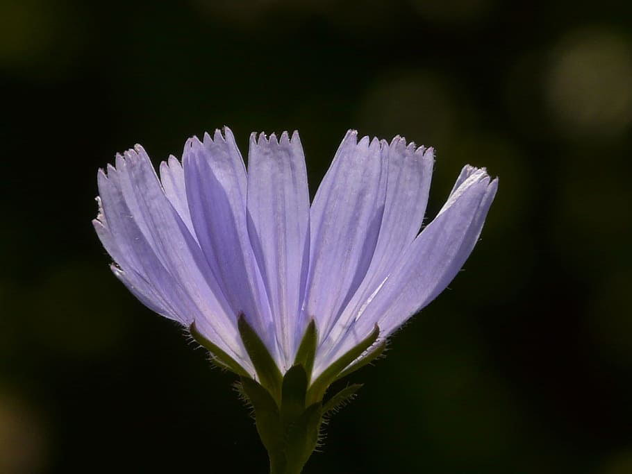Common Chicory, Flower, hoverfly, blossom, bloom, light blue HD wallpaper