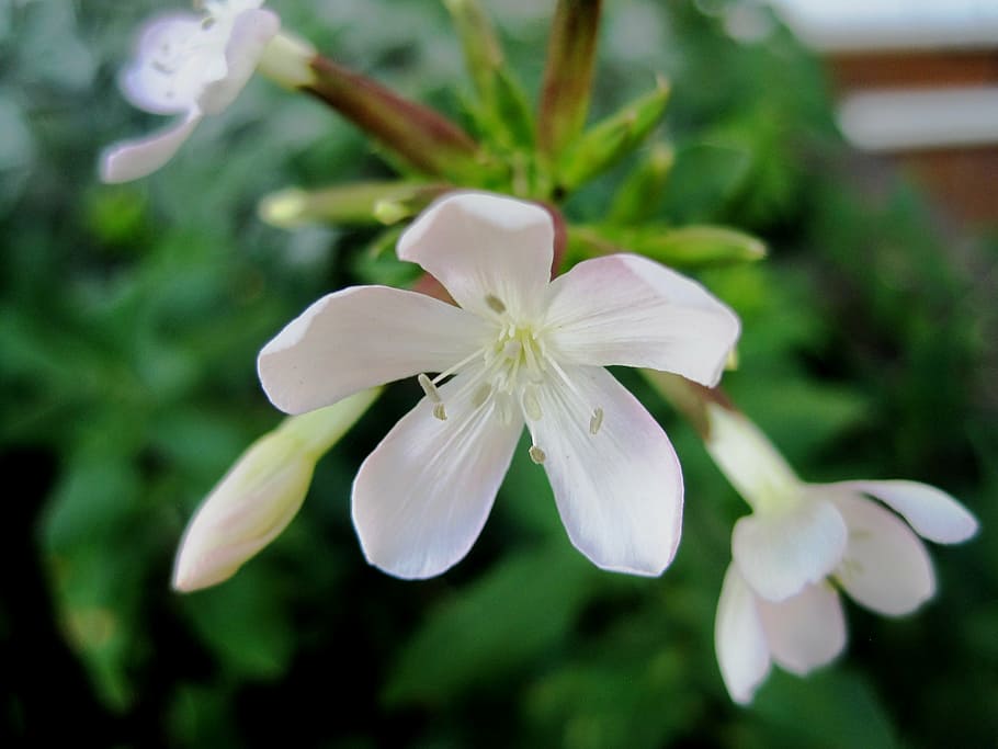 flowers, white, small, delicate, pretty, pure, garden, flowering plant HD wallpaper