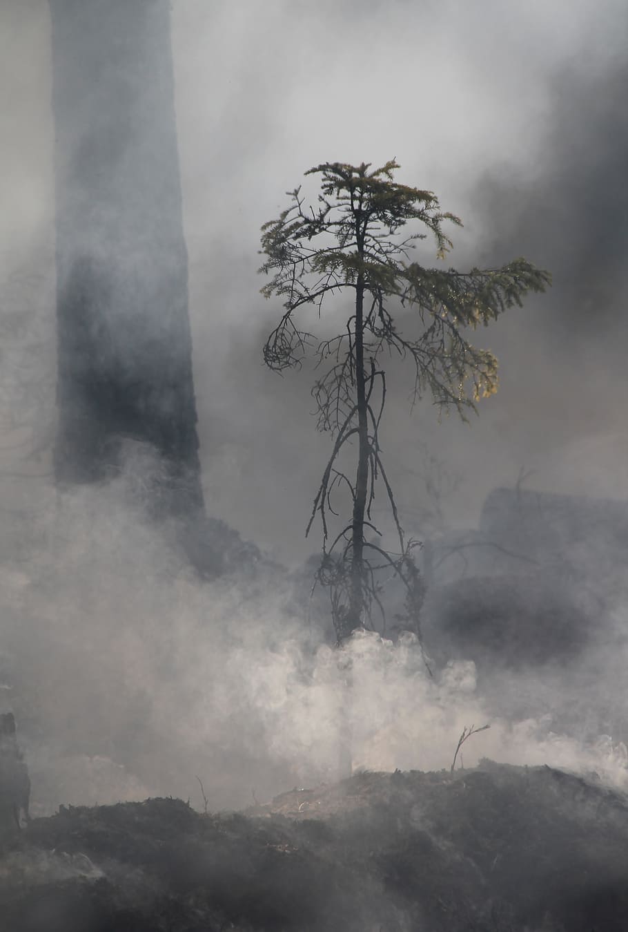 green leaf tree, forest fire, conservation, burning for conservation HD wallpaper