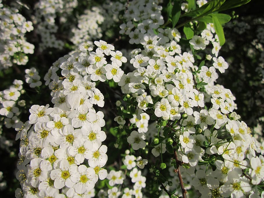 spiraea, shrub, blooming, spring, flora, botany, plant, flower heads HD wallpaper