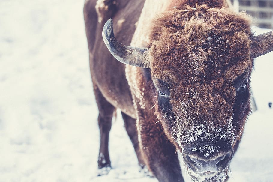 brown 4-legged animal walking snow field during daytime, wisent HD wallpaper