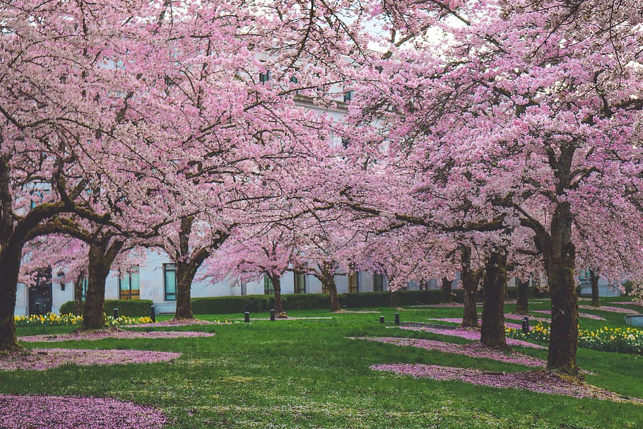 cherry blossom trees, spring, bloom, nature, blooming, plant HD wallpaper