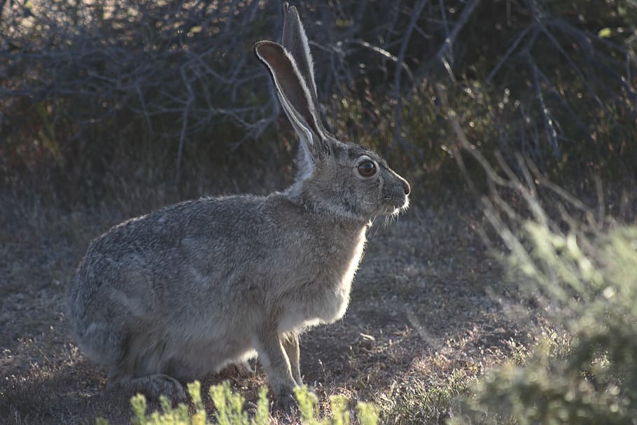 Rabbit, Hare, Jackrabbit, joshua tree park, bunny, one animal HD wallpaper