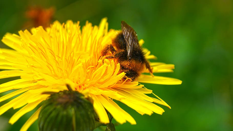 bee, spring, pollen, yellow flower, flowering plant, invertebrate HD wallpaper