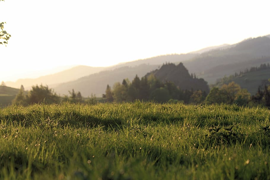 pieniny, mountains, landscape, plant, beauty in nature, environment HD wallpaper