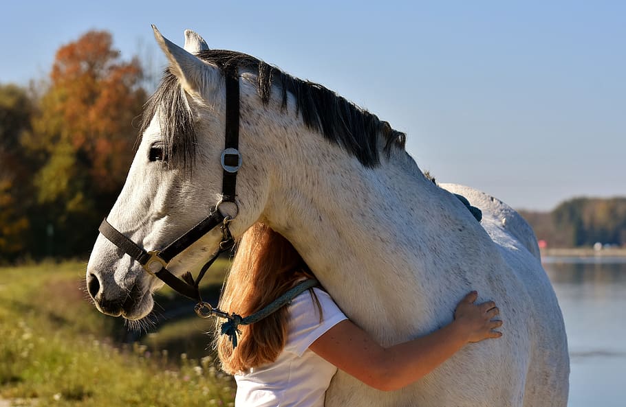 girl hugging white horse, pony, love for animals, a heart for animals, HD wallpaper