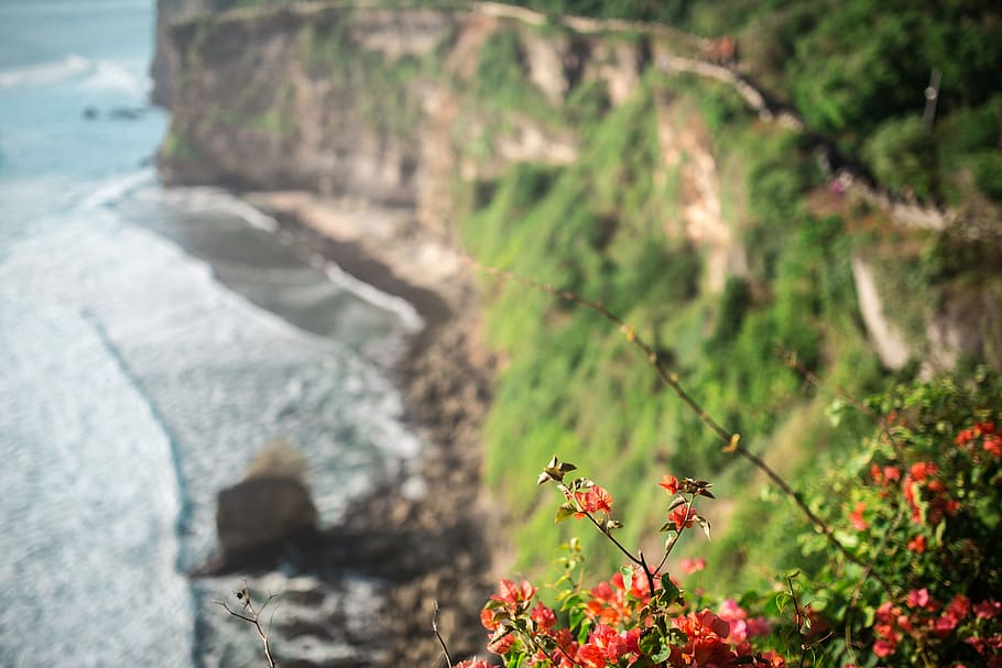 shallow focus photography of red flower, selective focus photography of red flowers on island HD wallpaper