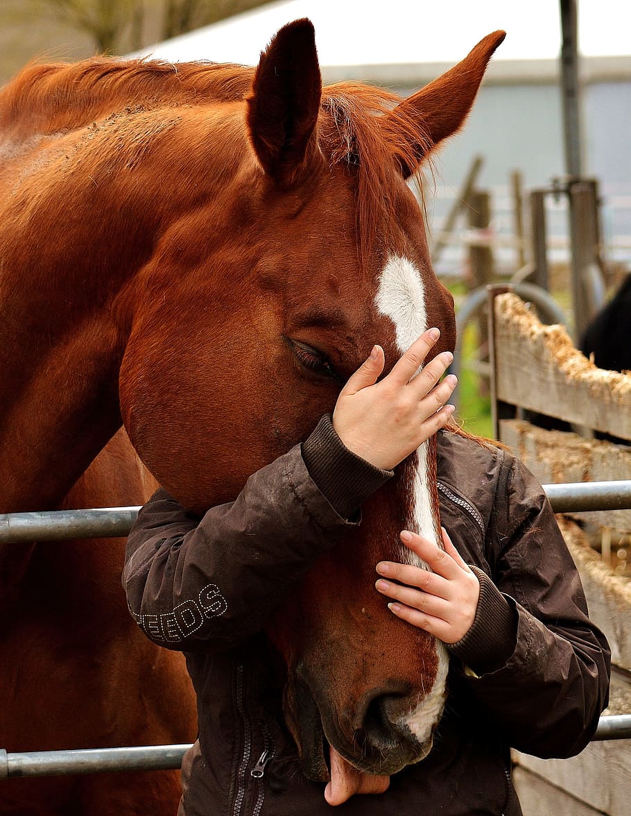 person hugging horse near ranch at daytime, Love, Animals, Friendship, HD wallpaper