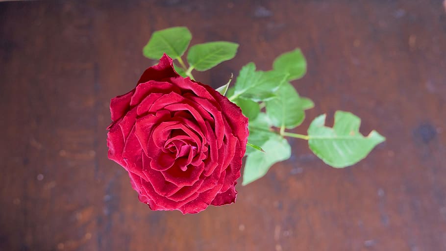 petals, flower, rose, bloom, blossom, delicate, flora, flowering plant HD wallpaper