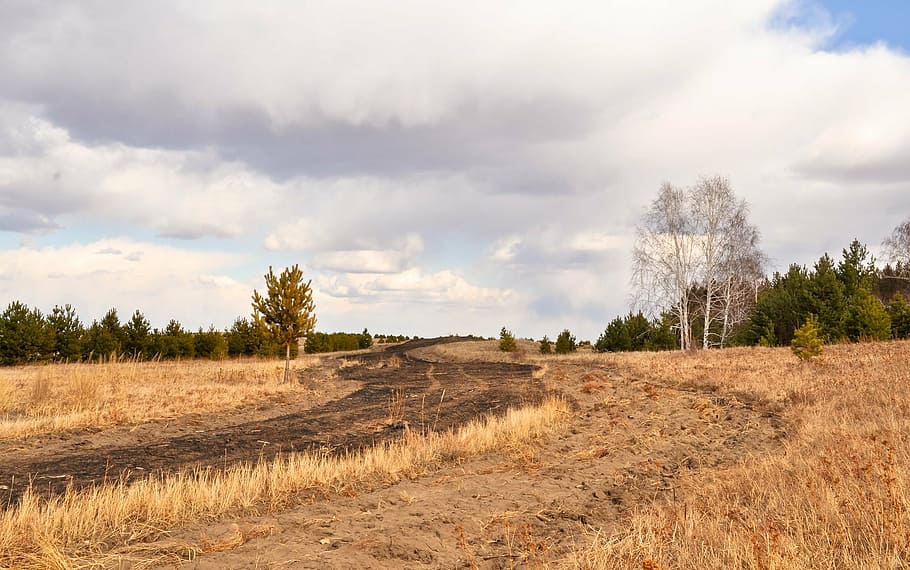 wood, birch trees, clouds, sky, landscape, wilderness, scenery HD wallpaper