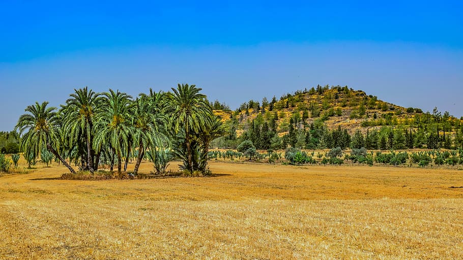 green leafed tree on mountain, landscape, nature, trees, palm HD wallpaper