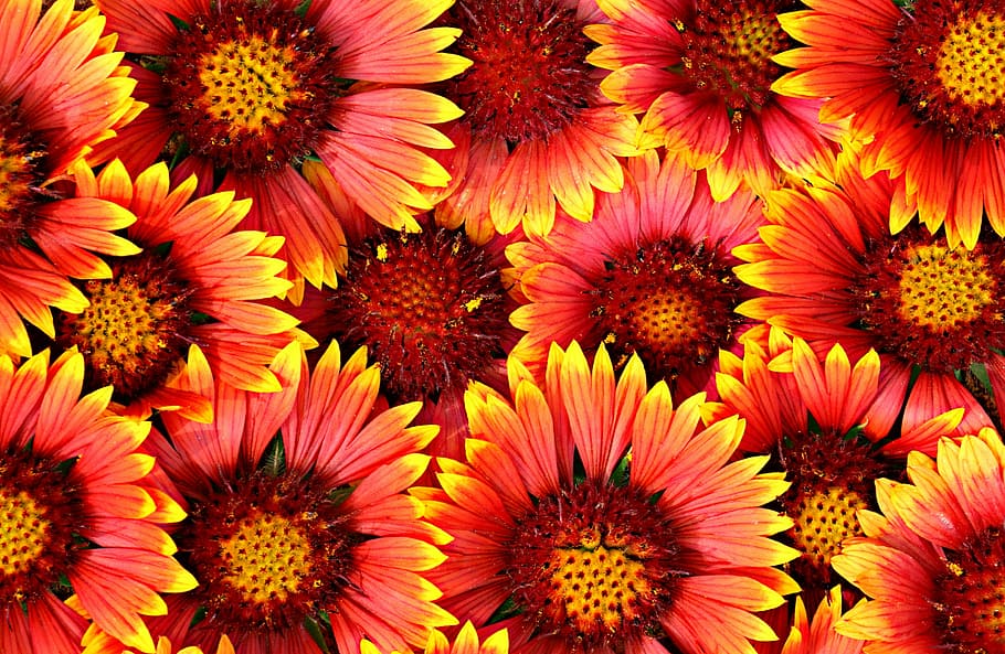 red and yellow flowers, background, bright, chamomile, a lot HD wallpaper