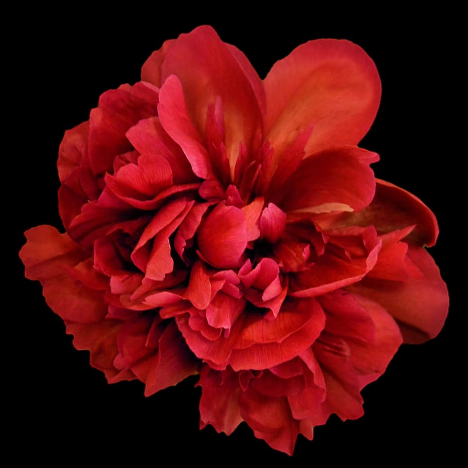 closeup photography red petal flower, peony, blossom, bloom HD wallpaper