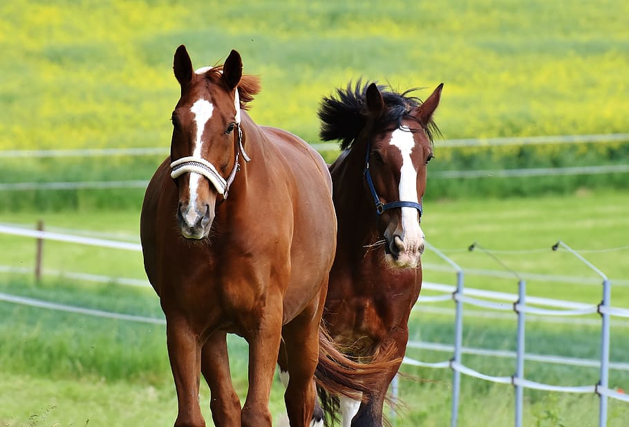horses, for two, coupling, stallion, eat, paddock, brown, meadow HD wallpaper