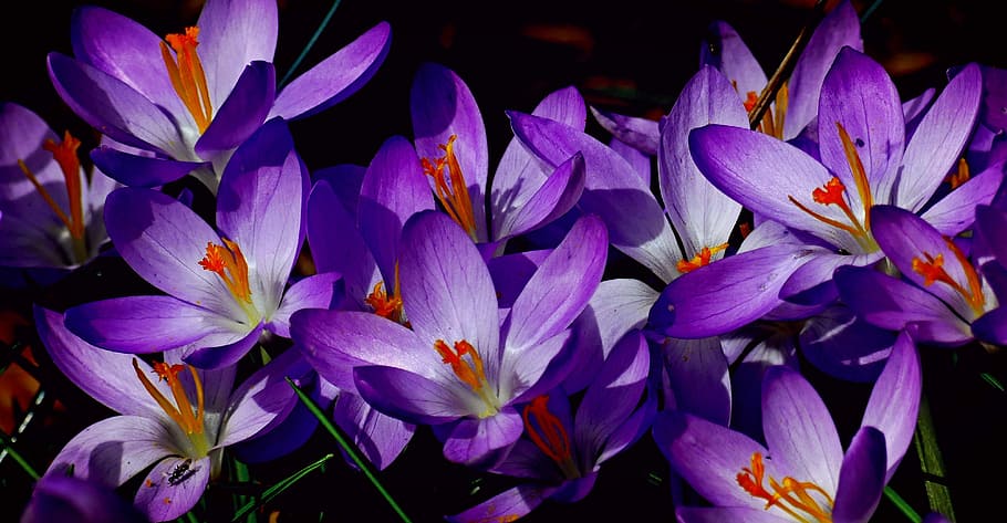 closeup photo of purple petaled flowers, crocus, spring, nature HD wallpaper