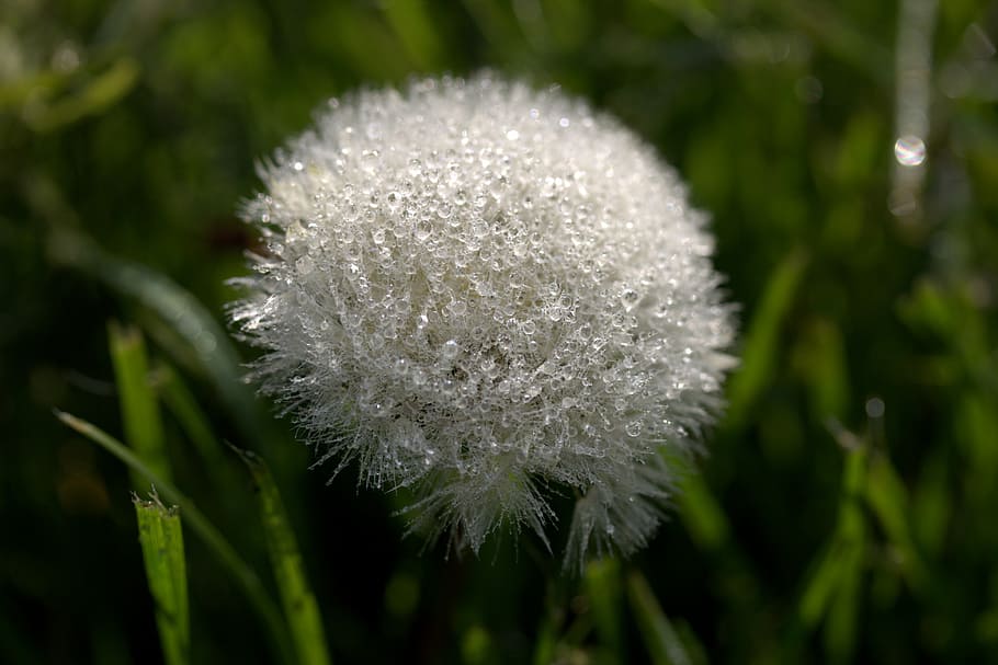 dandelion, drops, dew, plant, wet, flower, freshness, beauty in nature HD wallpaper