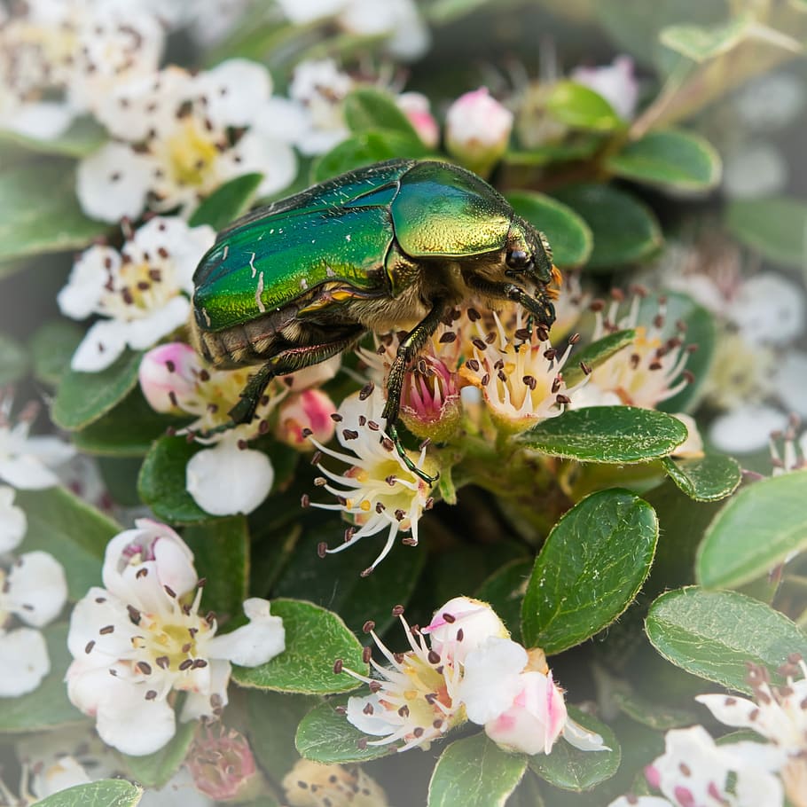root, beetle, insect, spring, macro, hedge, spierhecke, close HD wallpaper