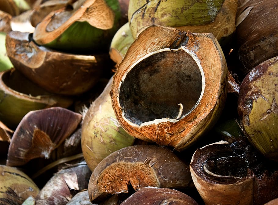 coconut shell photography, coconut skořábky, coconuts, philippines HD wallpaper