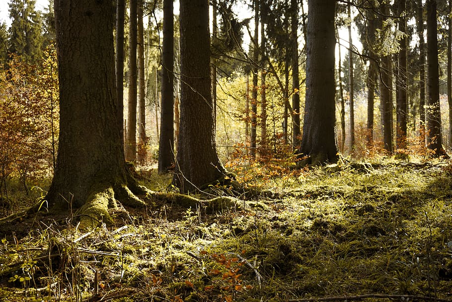 photo of forest during daytime, winter, autumn, sun, gold, cold HD wallpaper
