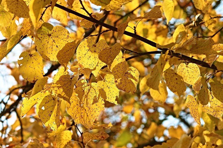 tree during daytime, fall foliage, leaves, autumn, colored HD wallpaper