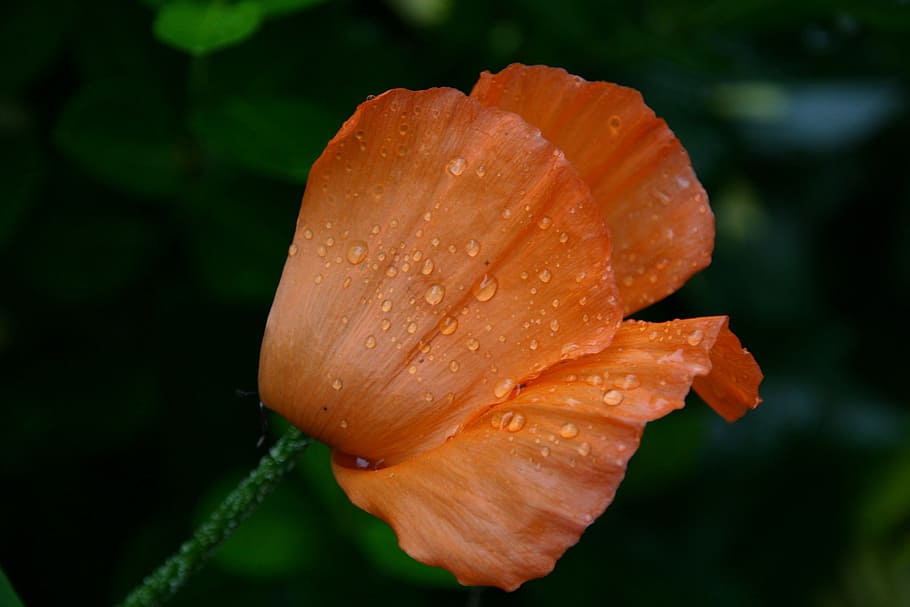 leaf, fold, orange, floral, love, support, nature, folded, template HD wallpaper