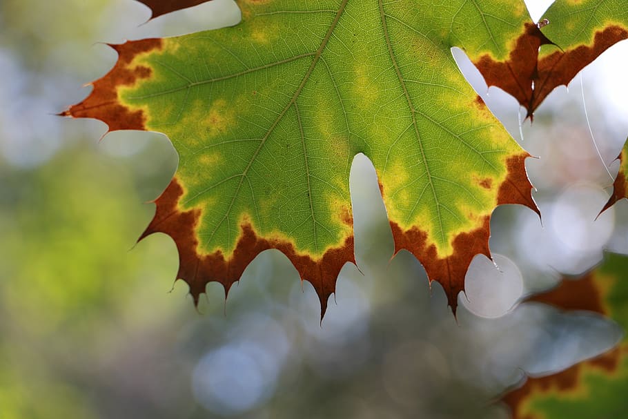 Winter, Leaf, green, red, featured, autumn, nature, outdoors HD wallpaper