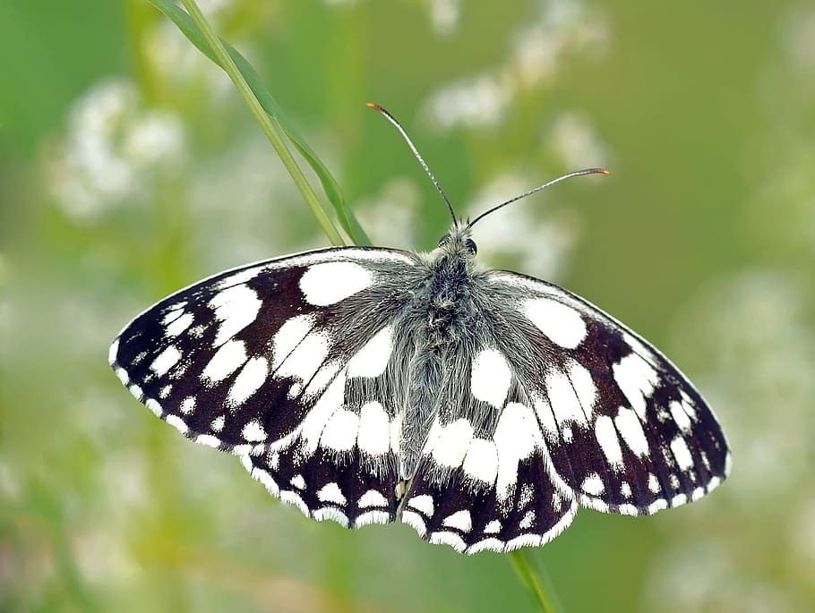 white marbled butterfly in closeup photography, insect, nature HD wallpaper
