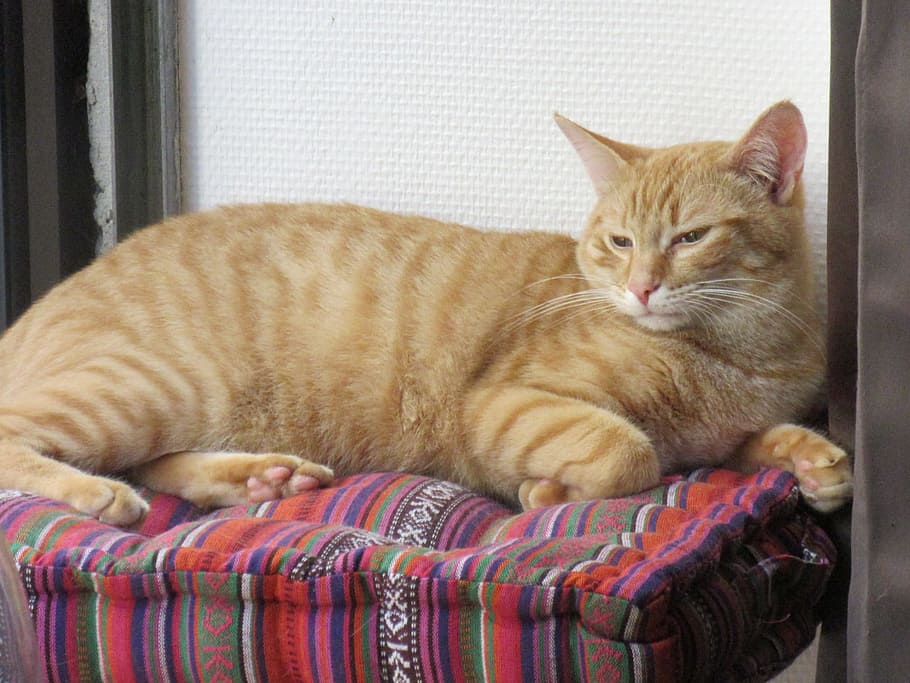 Cat, Relaxation, Animal, Tranquility, rest, nap, feline, domestic cat HD wallpaper