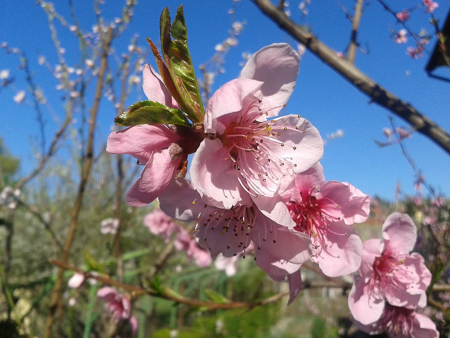 peach, color, spring, sky, blue, pink, flower, flowering plant HD wallpaper