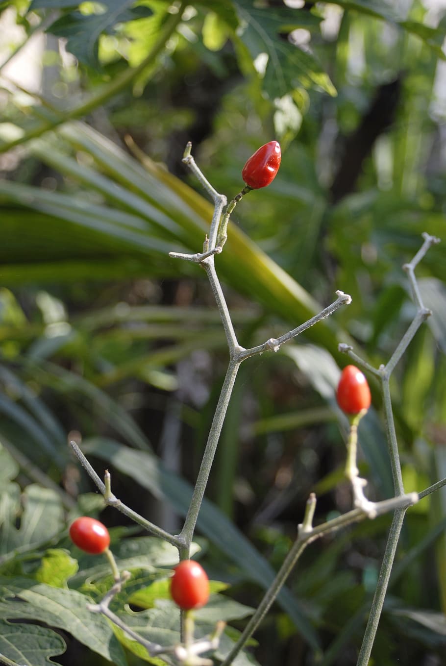 chile, spicy, vegetable, fruit, red, food, growth, healthy eating HD wallpaper