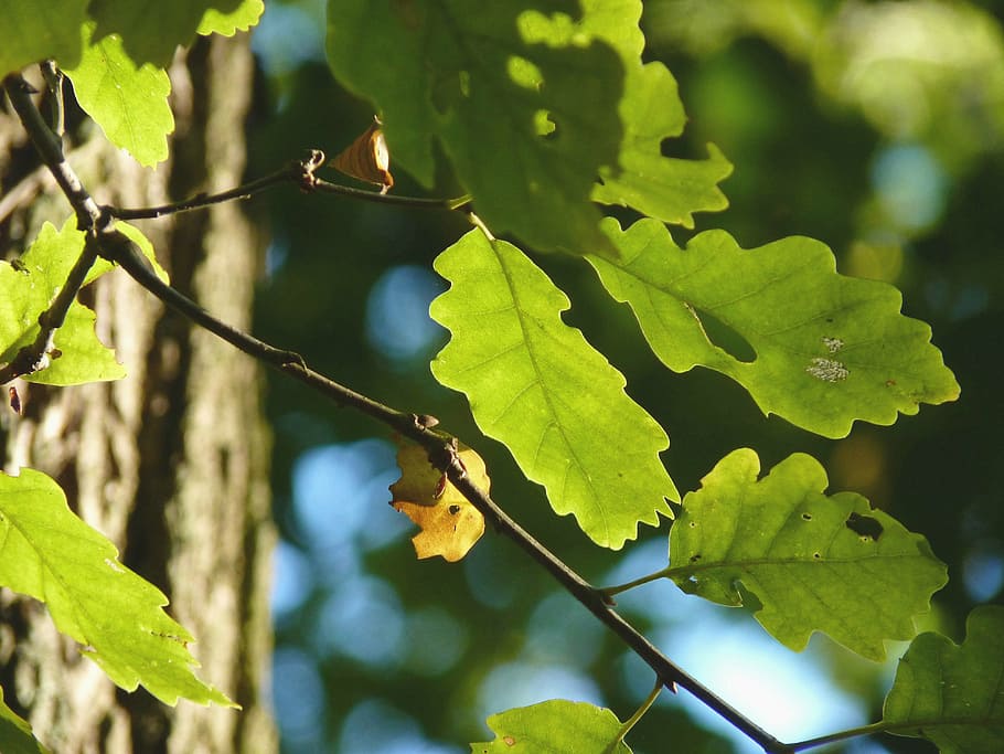 autumn, oak, tree, forest, emerge, oak leaves, decoration, nature HD wallpaper