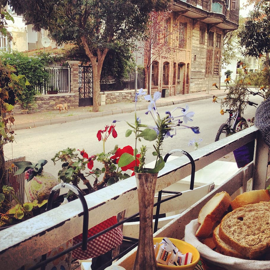 purple cleone flowers, breakfast, street, istanbul, turkey, cafe, HD wallpaper