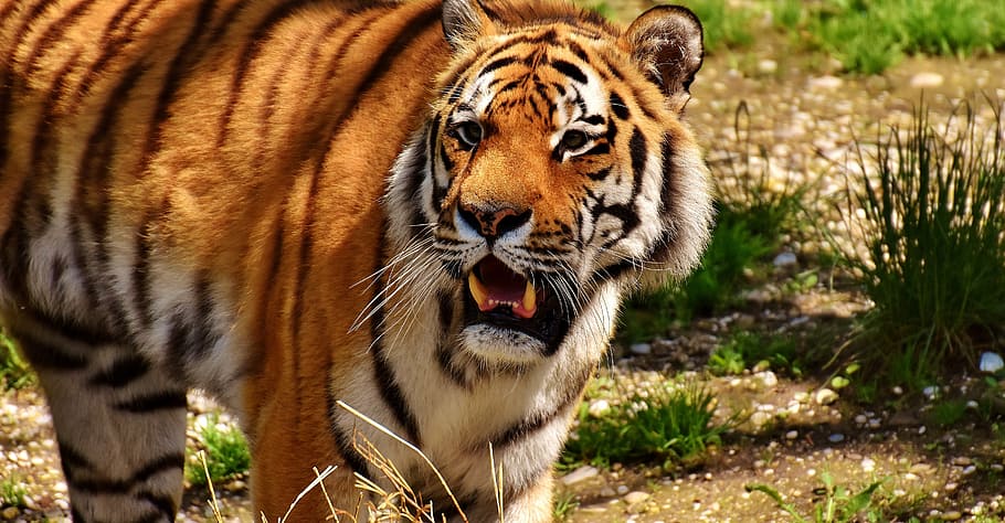 close-up photo of tiger on grass, predator, fur, beautiful HD wallpaper