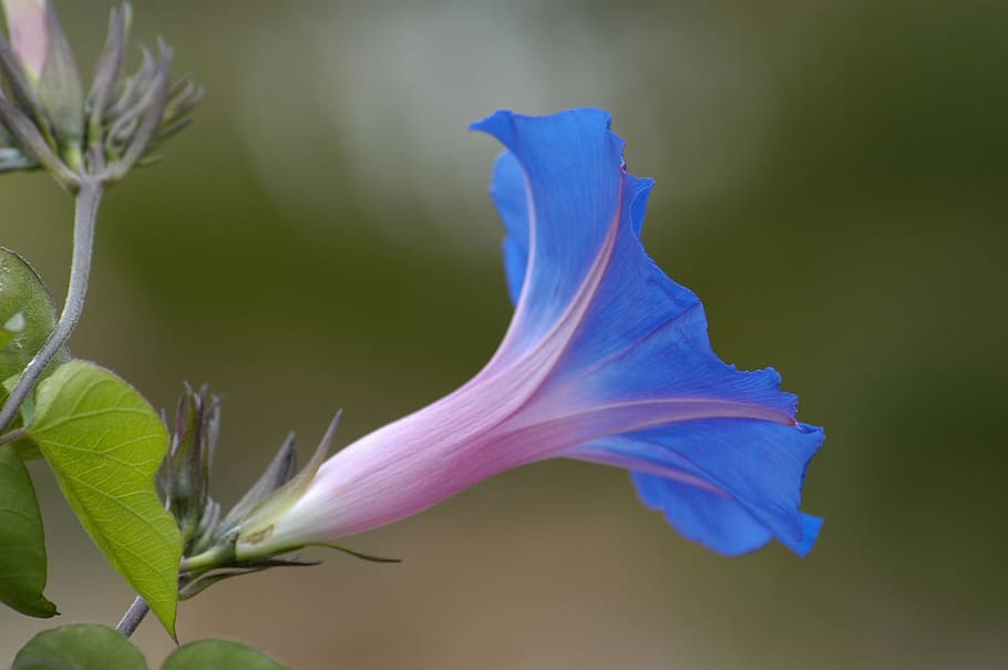 Blossom, Bloom, Blue, Flower, Nature, wild flower, summer, fragility HD wallpaper