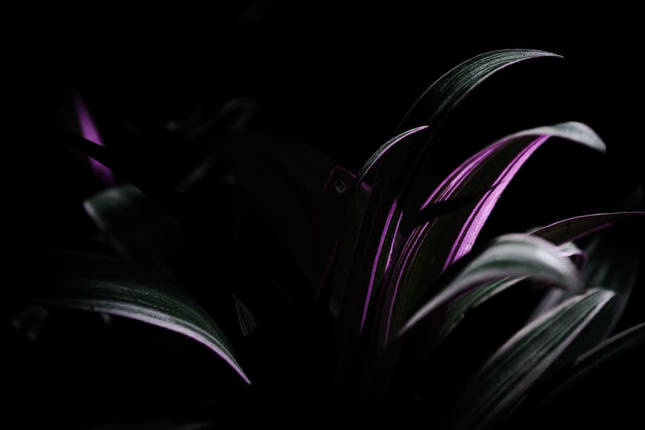 green and purple plants photography, selective color, color photo HD wallpaper