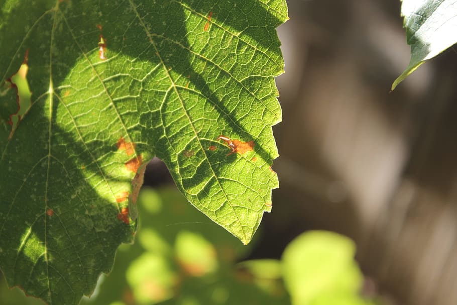 grape leaf, vine, nature, leaves, plant, natural, botanical HD wallpaper